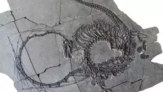 Reconstruyen el misterioso ‘dragón chino’ que vivió hace 240 millones de años