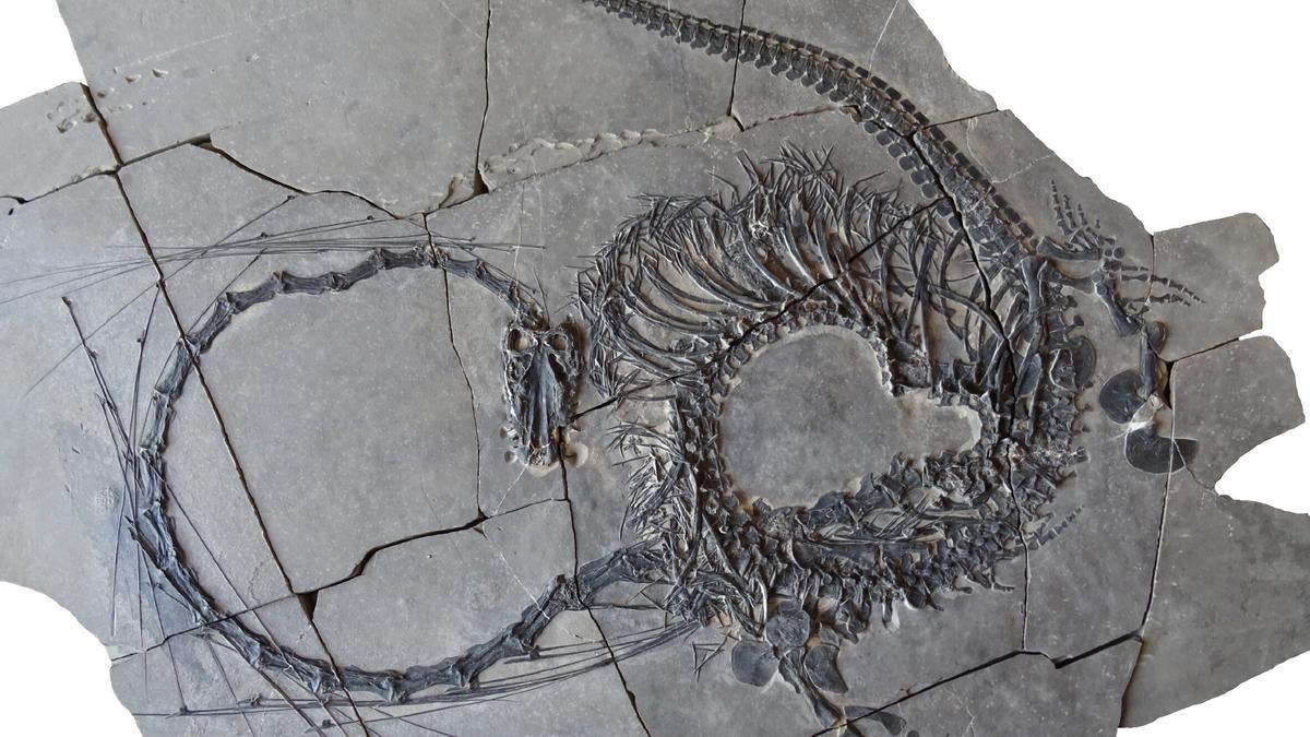 Imagen del reptil fósil