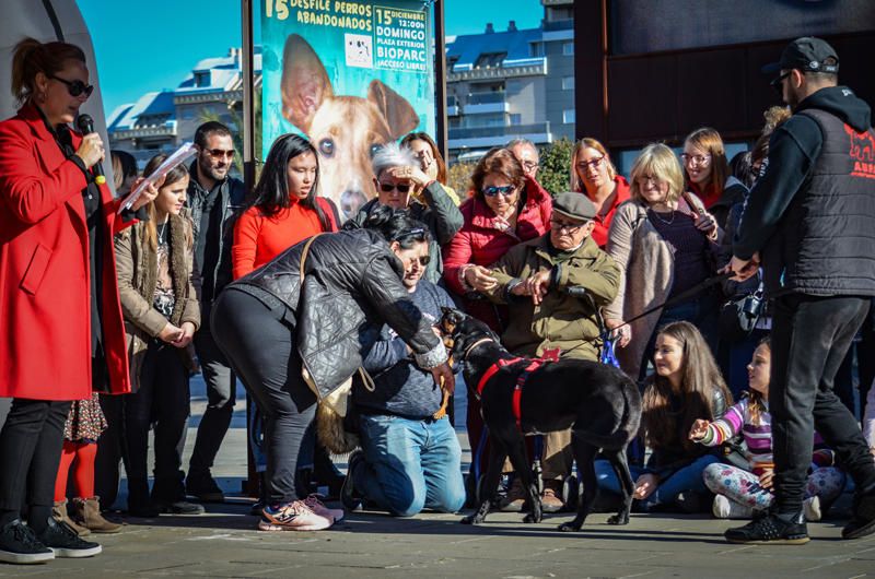 Fundación Bioparc y AUPA celebran el 15º Desfiles de perros abandonados