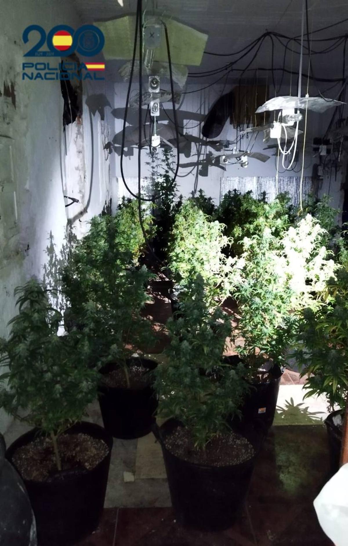 La Policía desmantela una plantación indoor de marihuana en el Escorratel