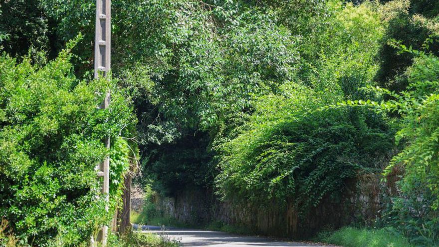 Los árboles invaden la propia carretera.