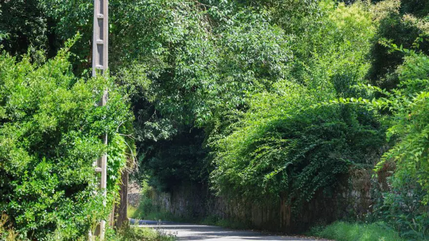 La maleza se abre paso en la Rúa Veiga de Abaixo