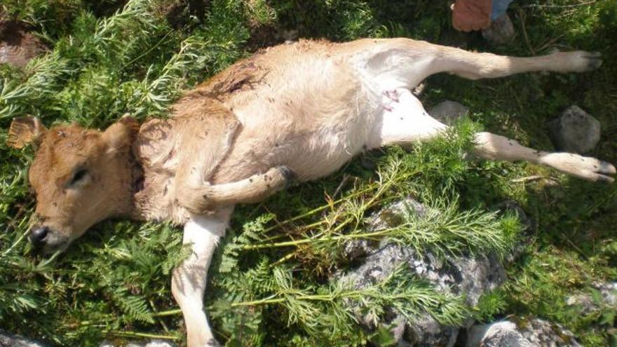 Un ternero muerto por el lobo este fin de semana en el territorio del parque.