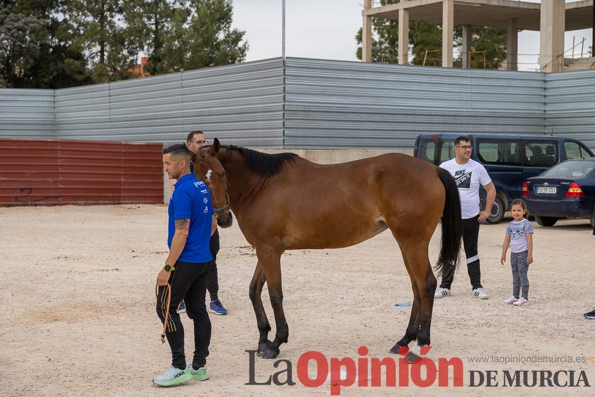 Control veterinario de los Caballos del Vino en Caravaca