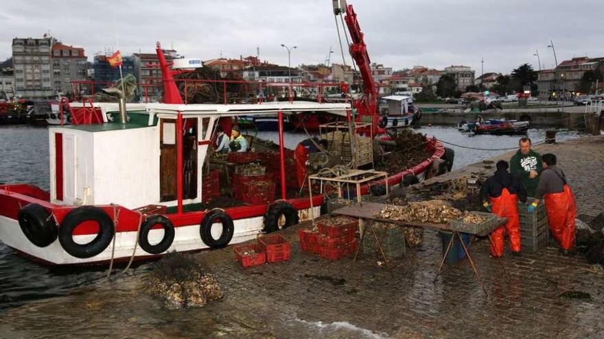 Los ostricultores limpian y clasifican su producto en el puerto de O Grove. // Muñiz