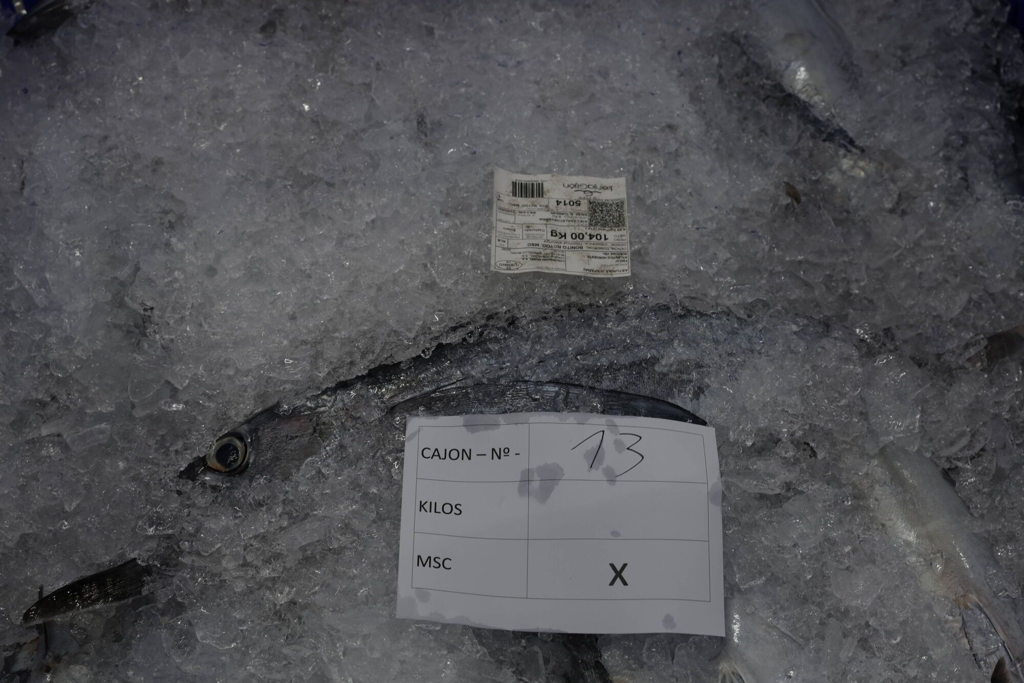 EN IMÁGENES: La campaña de bonito arranca en la lonja de Gijón con una descarga de 2.800 kilos: "El pescado está cambiando las rutinas"
