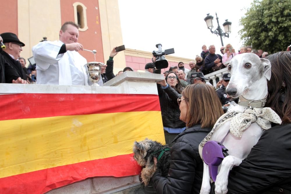 Bendición de los animales en Cartagena