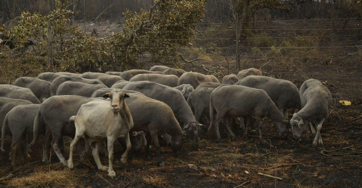 El camp espanyol perd 550 milions d’euros a l’any per la crisi climàtica
