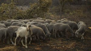 El camp espanyol perd 550 milions d’euros a l’any per la crisi climàtica