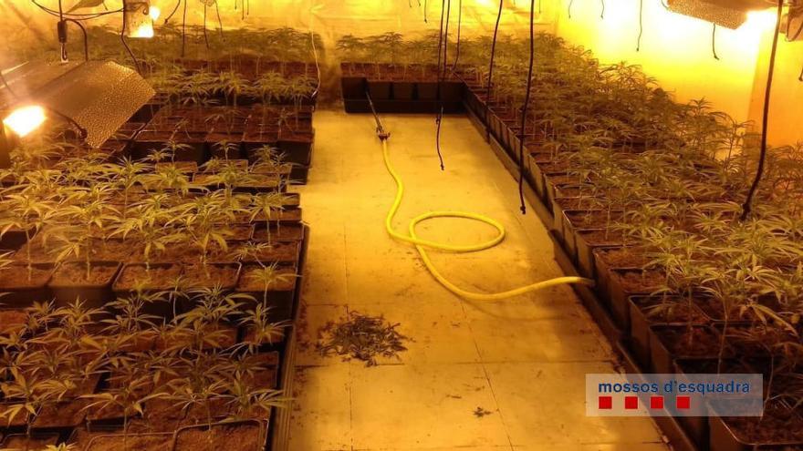 Dos detinguts per cultivar més de 1.000 plantes de marihuana en un taller clandestí de cotxes a Calonge