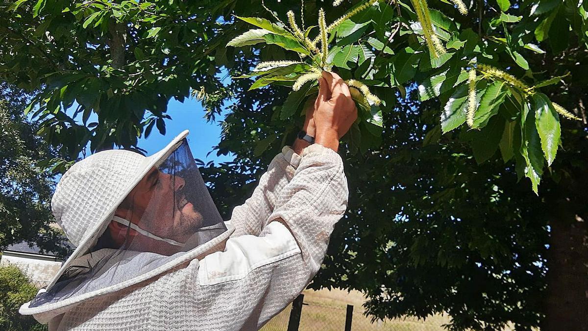 El apicultor de Palacios observa las flores de castaño en las que liban las abejas. | Araceli Saavedra