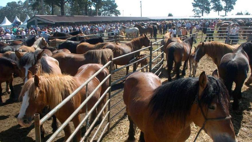 Asturias prorroga las medidas de protección para su cabaña bovina frente a la dermatosis nodular contagiosa: suspendidas las ferias hasta el 31 de julio