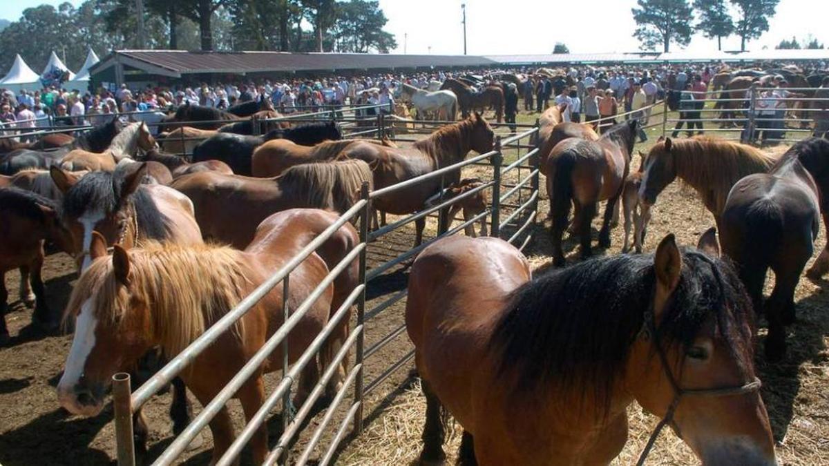 Varios caballos y centenares de personas, durante una de las ferias del ganado en Llanera.