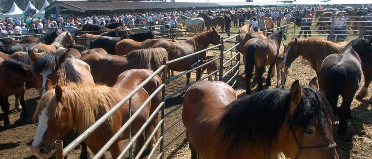 Varios caballos y centenares de personas, durante una de las ferias del ganado en Llanera.