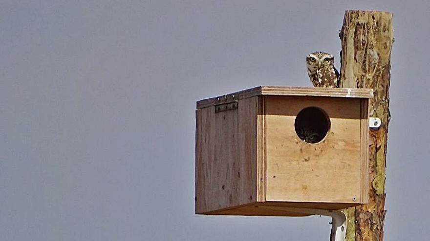 Villafáfila apuesta por las rapaces para controlar la plaga del topillo