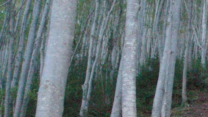 Arbres de la Fageda de Fontanils.