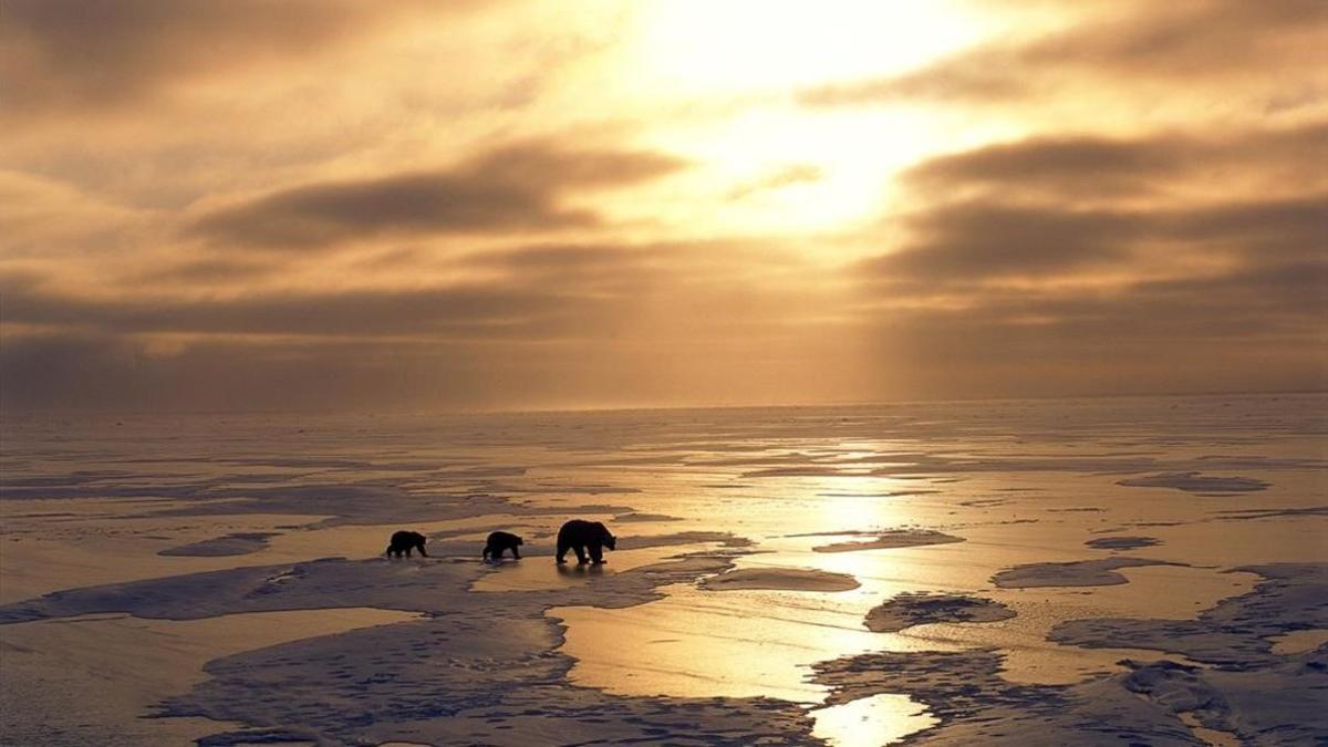 Un grupo de osos polares en el hielo.