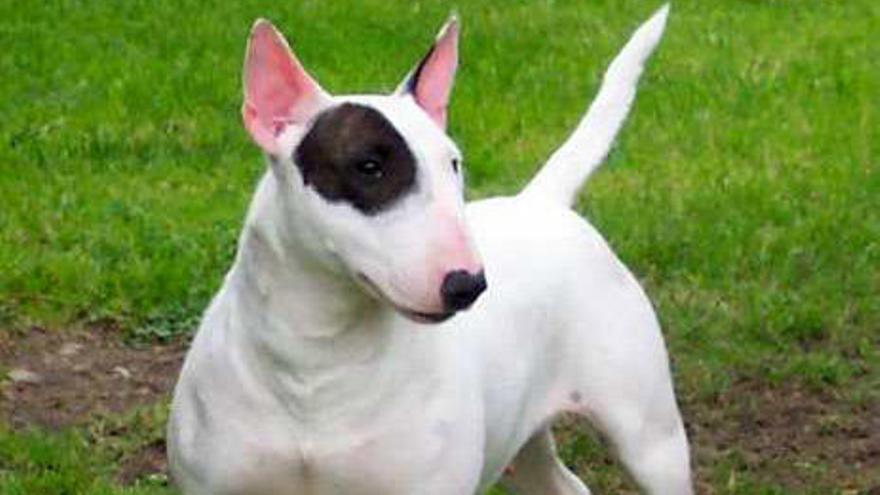 El bull terrier está considerado potencialmente peligroso.