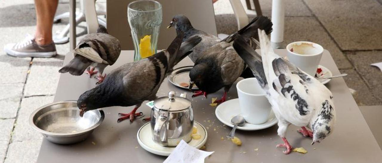 Palomas comen los restos de comida en una mesa de una terraza del centro de Vigo.