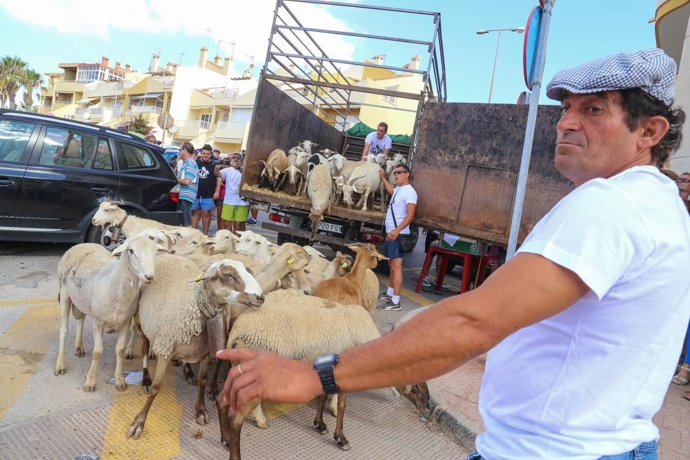 Un rebaño de ovejas recorren la antigua vía pecuar