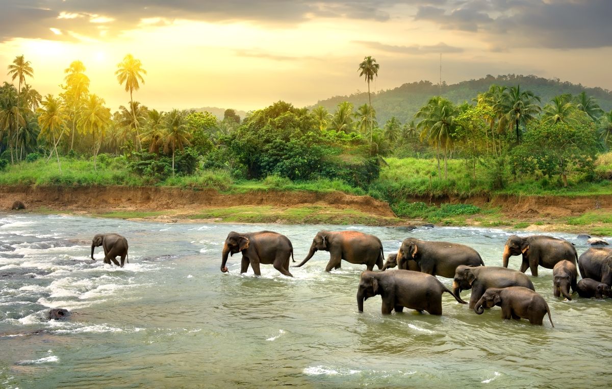 Disfruta de la naturaleza más pura en Sri Lanka
