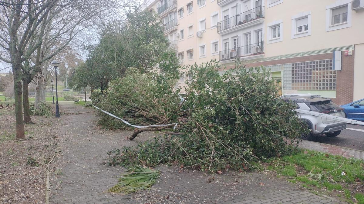 Caídas de árboles y ramas en la capital extremeña.