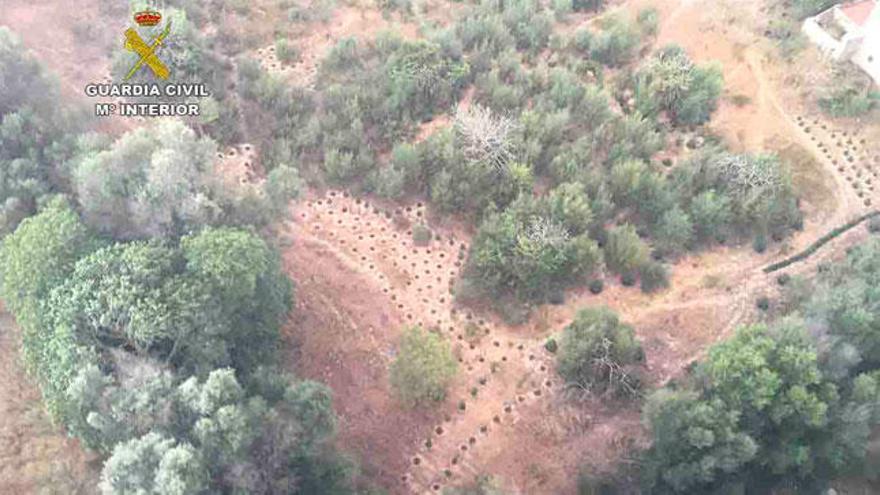 Plantación de marihuana en Muro.