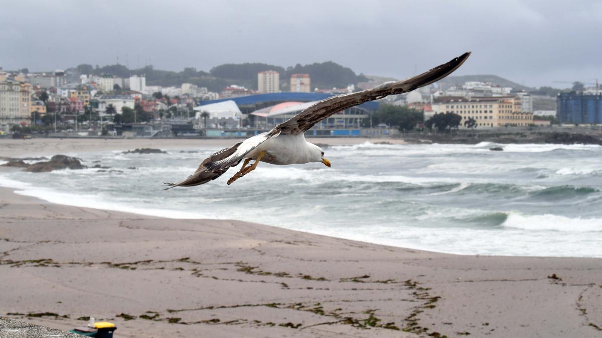 Jornada de lluvia y viento en la costa de A Coruña.