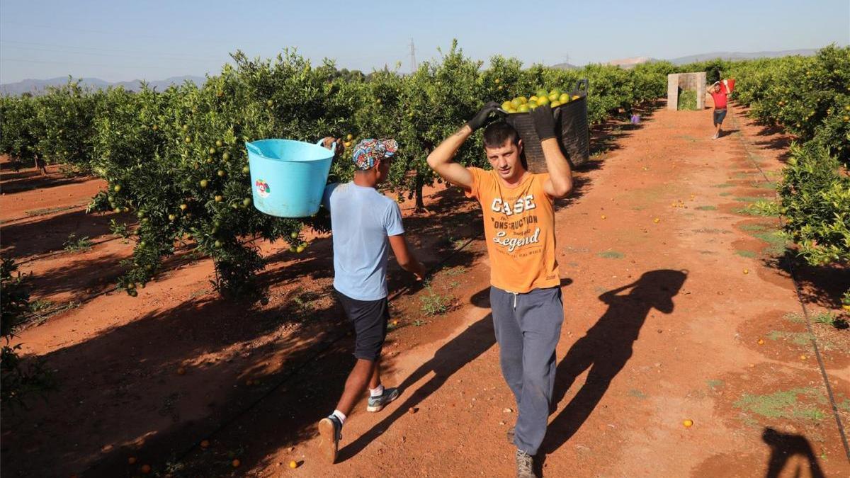 La producción citrícola caerá en Castellón un tercio y la campaña será &quot;más ordenada&quot;