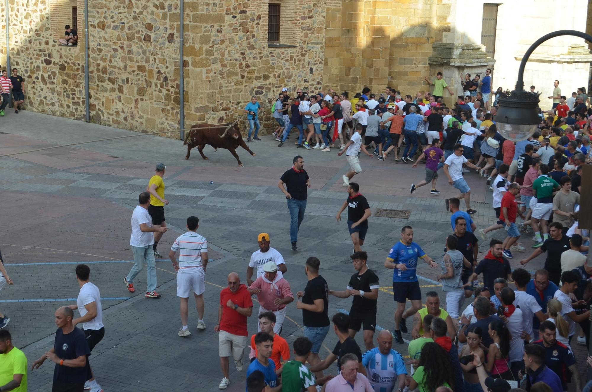 Así ha sido la carrera del torito Espléndido en Benavente