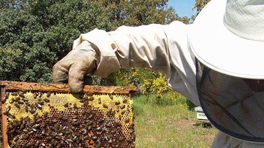 Práctica de la apicultura en un pueblo de Zamora.
