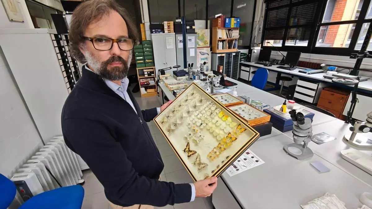 El "sesgo estético" de las mariposas: un estudio internacional de la Universidad de Oviedo revela que las más atractivas reciben más atención científica y protección