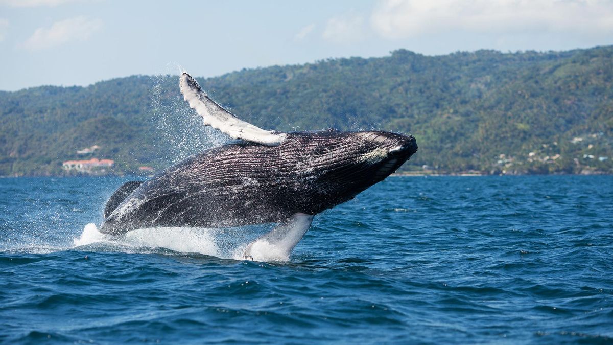 Ejemplar de ballena