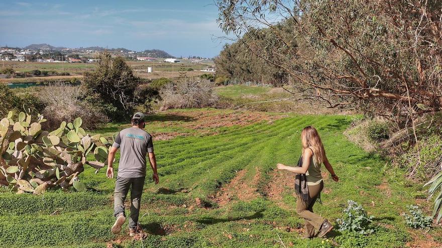 Tenerife Launches Mid-Altitude Fire Plan with Land Bank