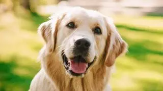 ¿Quieres quitar el mal aliento de tu perro? Toma nota de este remedio natural