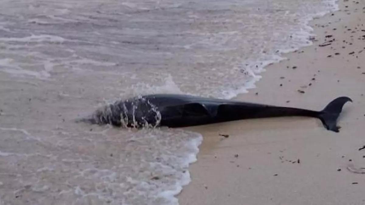 El cadáver de uno de los delfines encontrado