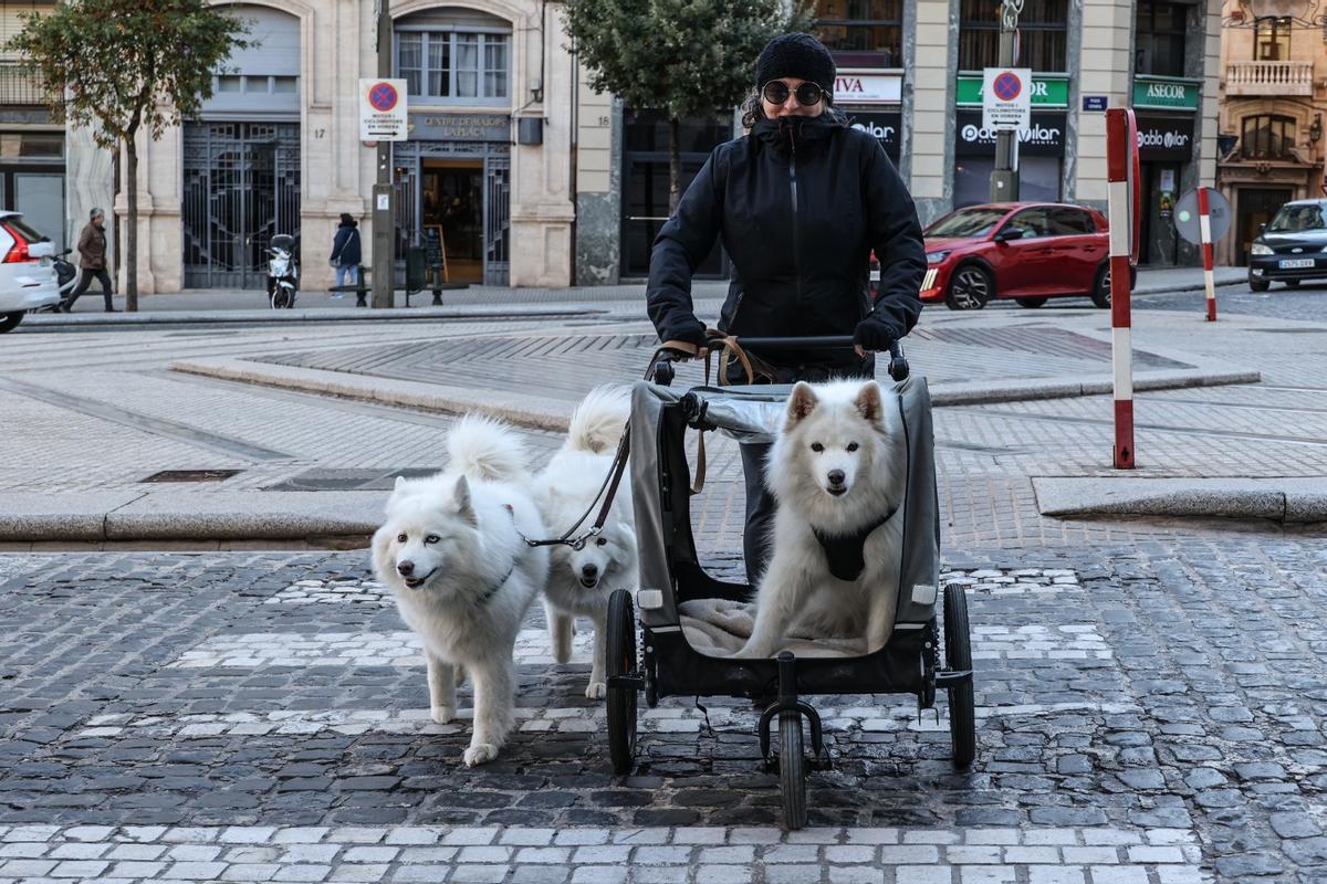 Tres perros en el centro de Alcoy