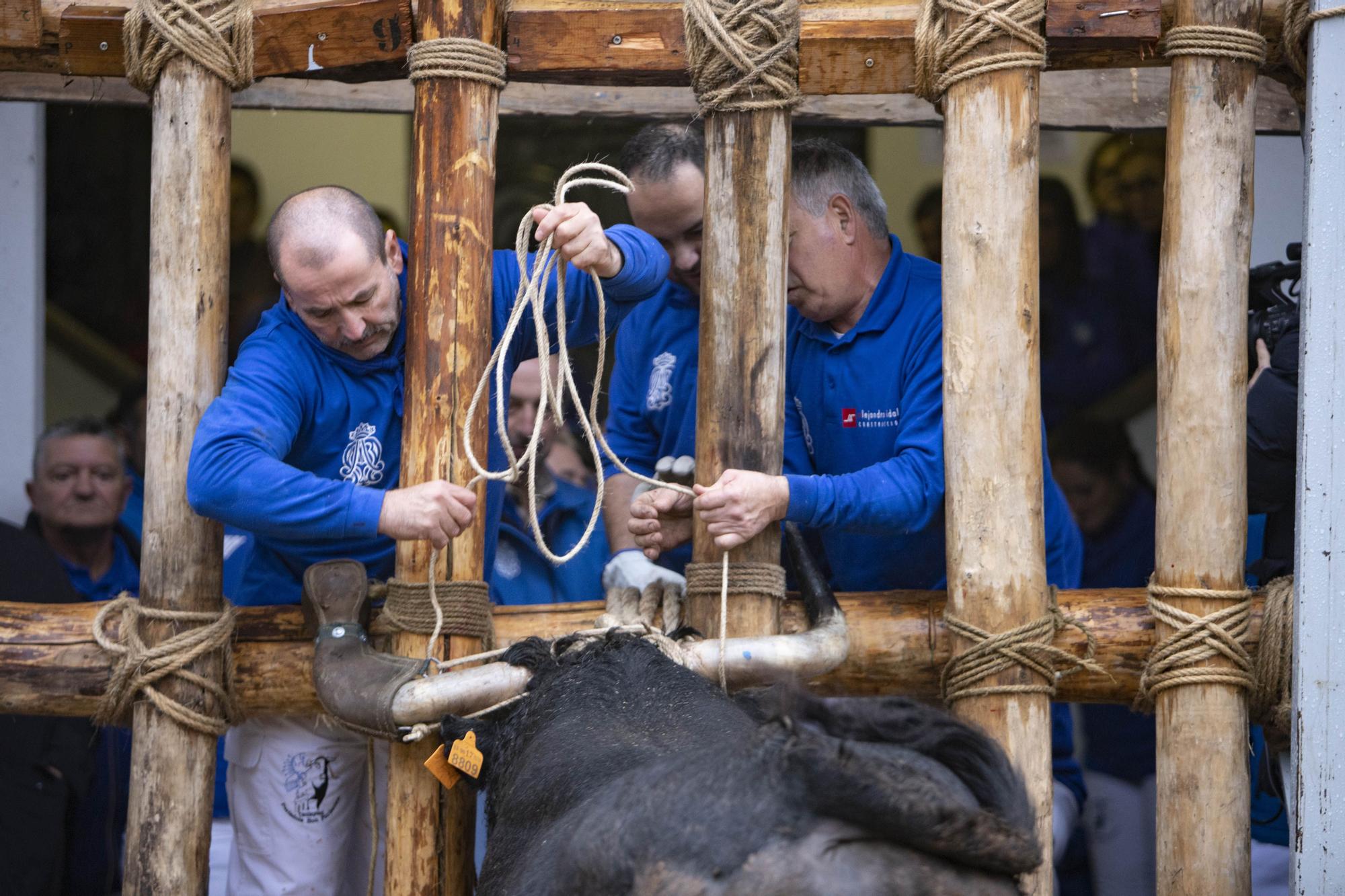 El "Bou en corda" vuelve al Pont Vell de Ontinyent