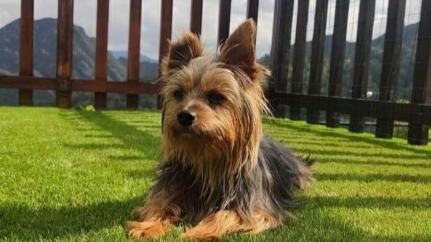 &quot;Coco&quot; vuelve a casa: El perro aparece ileso en Ciudad Naranco tras cuatro días de extraño rapto