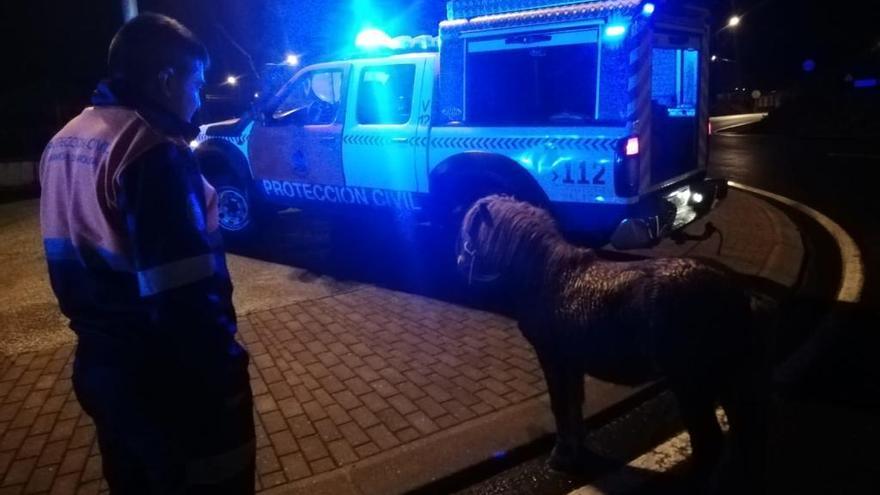 Protección Civil rescata a un poni en la carretera de O Sixto