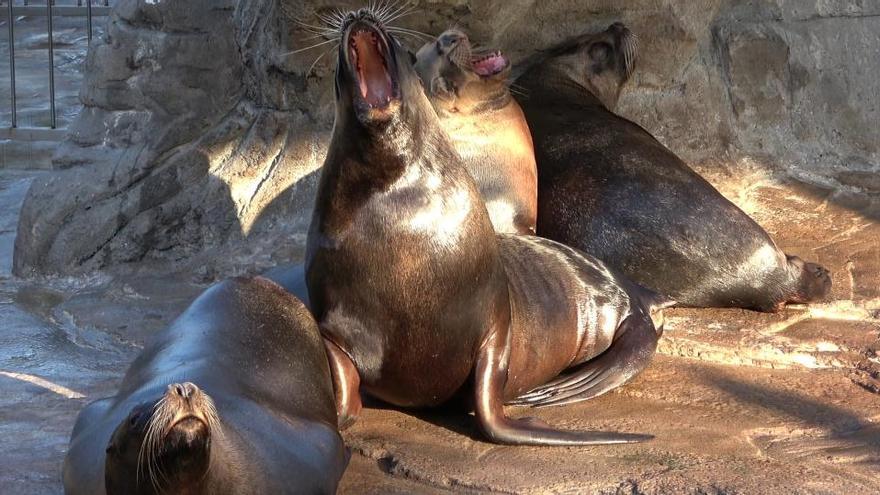 Un estudio revela que los leones marinos bostezan por ansiedad