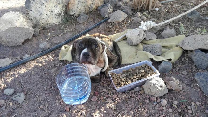 El perro &#039;Klaus&#039; que personal de Sara halló hoy abandonado cerca del albergue, en Tahíche.