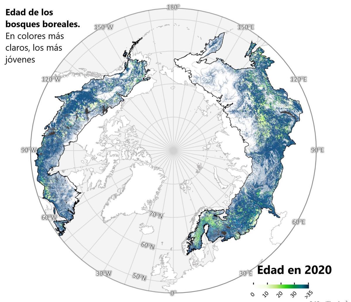 Las zonas más claras corresponden a bosques más recientes