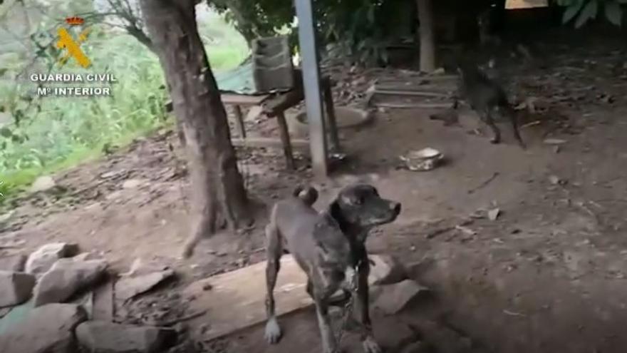 Investigado un hombre por maltratar a un perro y una veterinaria por falsedad documental