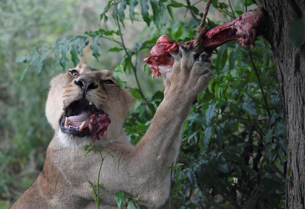 An Asiatic lioness eats meat during feeding time ...