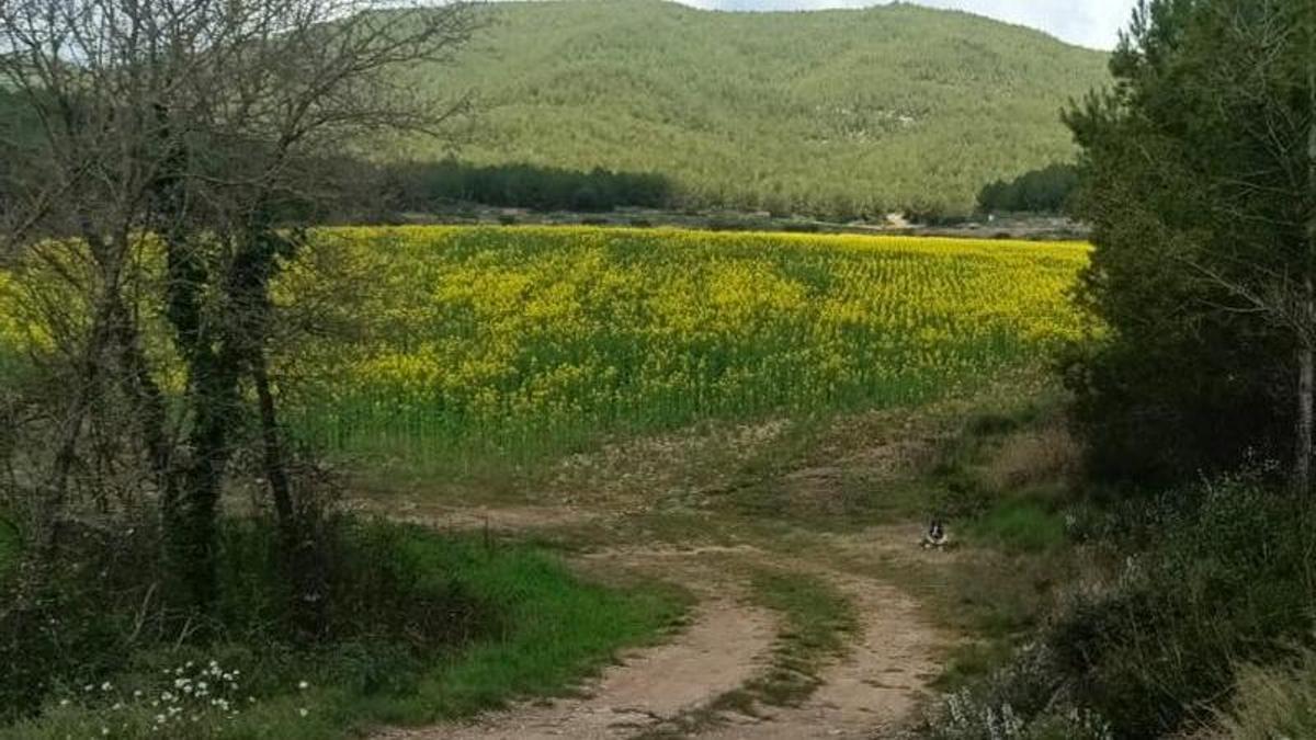 Finca on es projecta construir la planta de biogàs, en terme de Sant Mateu