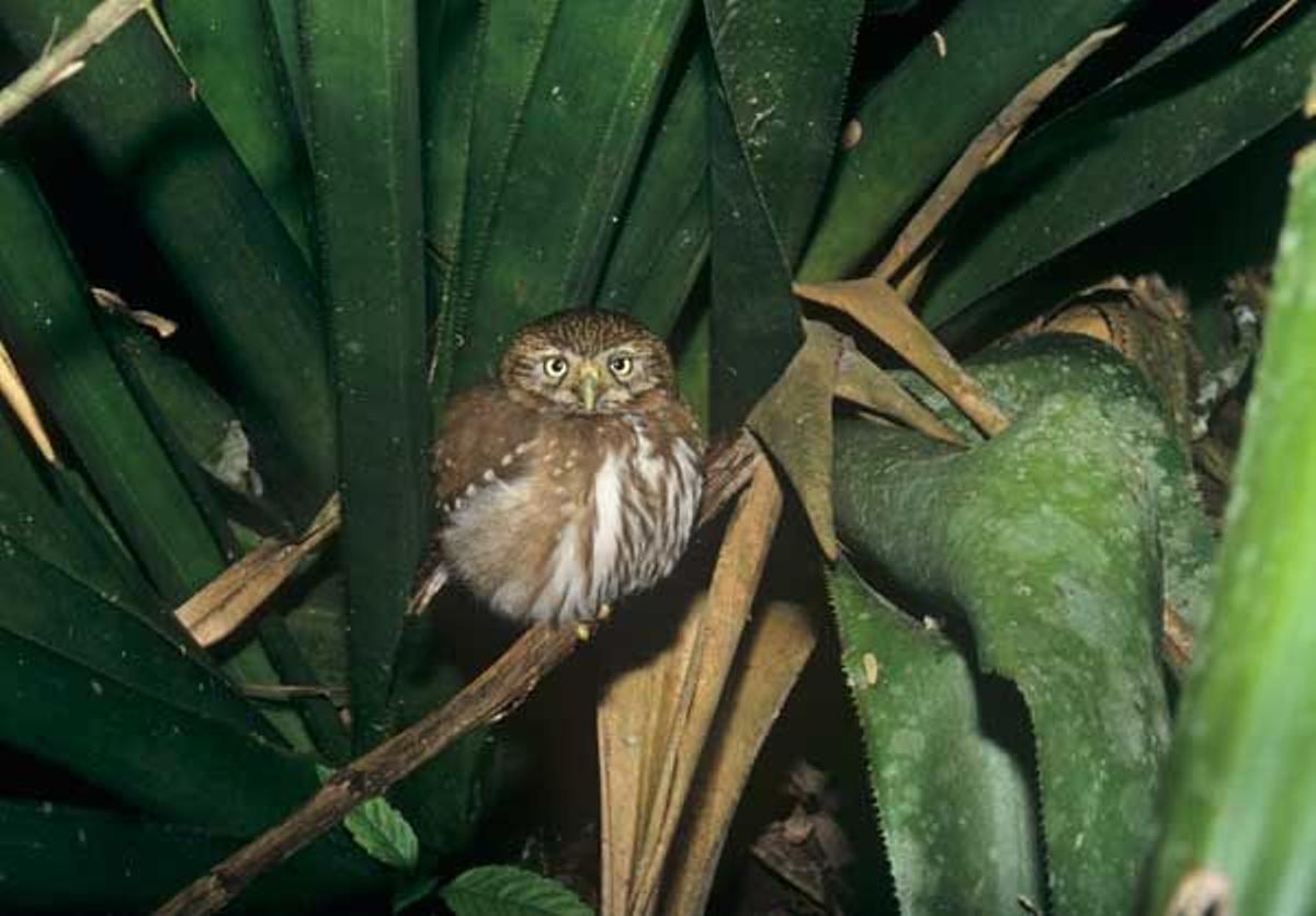 Mochuelo caburé o tecolote bajeño en Belice.