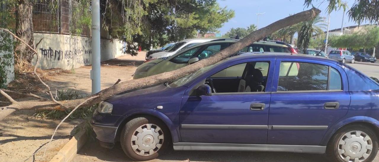 Imagen de la rama de eucalípto sobre el vehículo en el aparcamiento situado en las inmediaciones del campo de fútbol municipal y la Escuela de Adultos