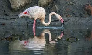 La mirada de Joan Costa | El flamenco contorsionista
