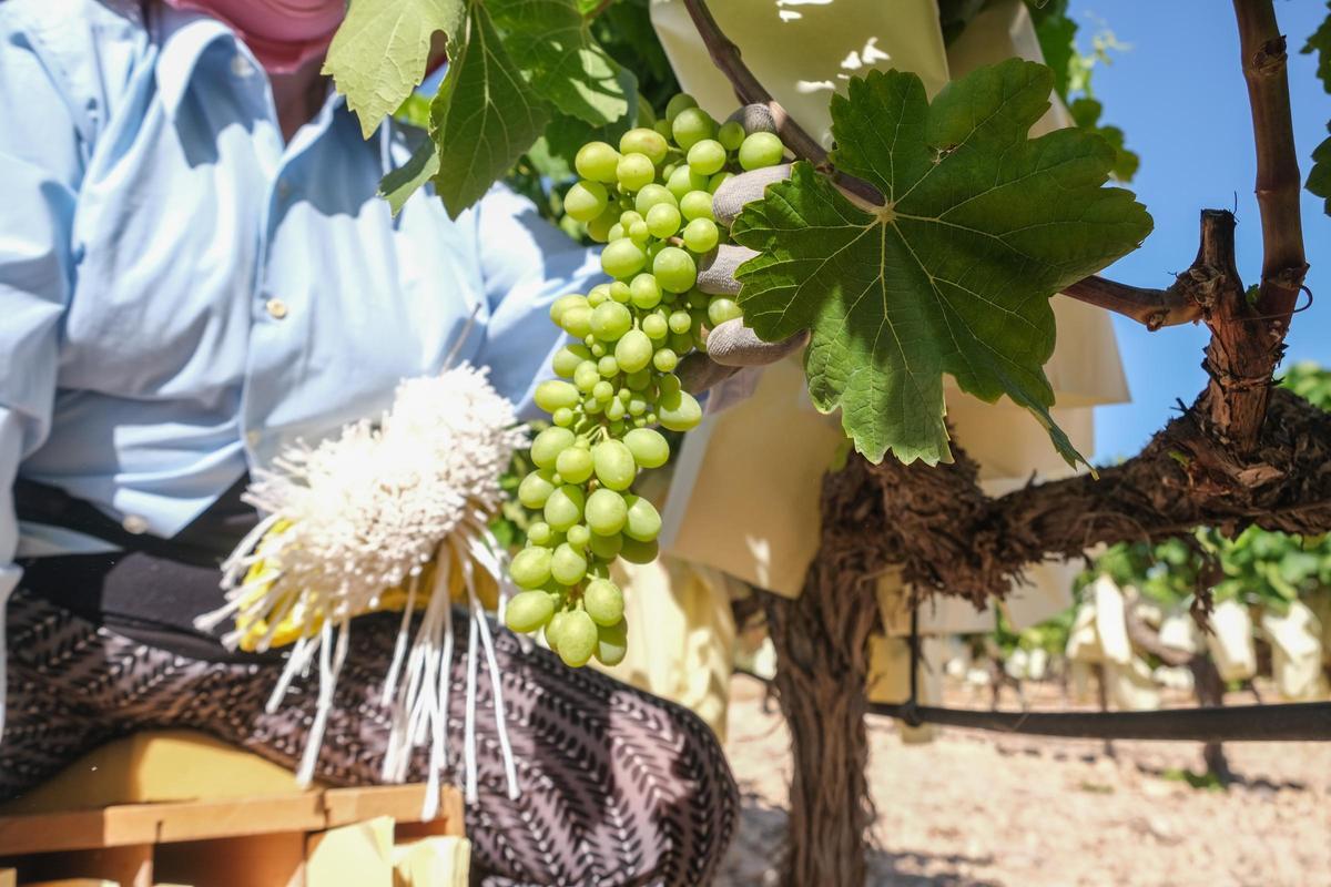 Las características bolsas garantizan la calidad del producto.